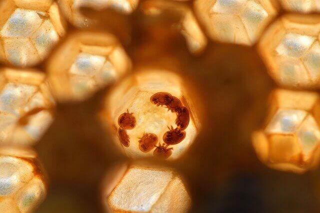 Varroamilbe Gefahr für unsere Bienen Varroamilbe Gefahr für unsere Bienen
